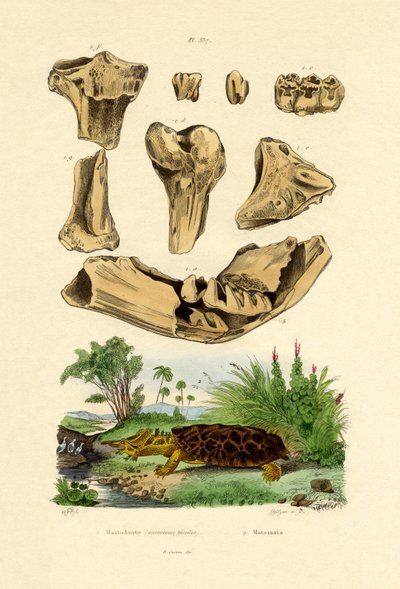 Knochenfossilien von French School